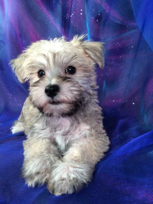 Iowa's Top Mini Schnoodle Breeder Has Puppies for Sale Now!